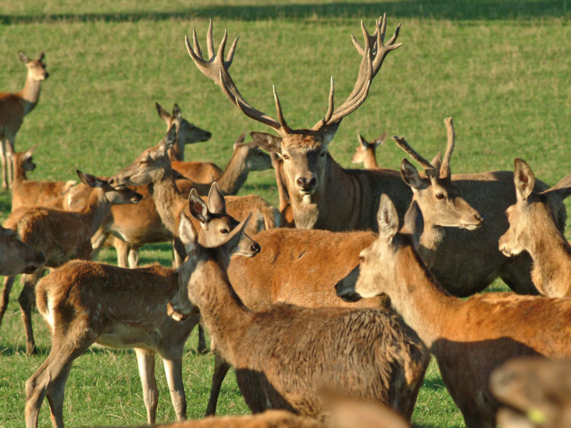 Rotwildherde im Hirschpark